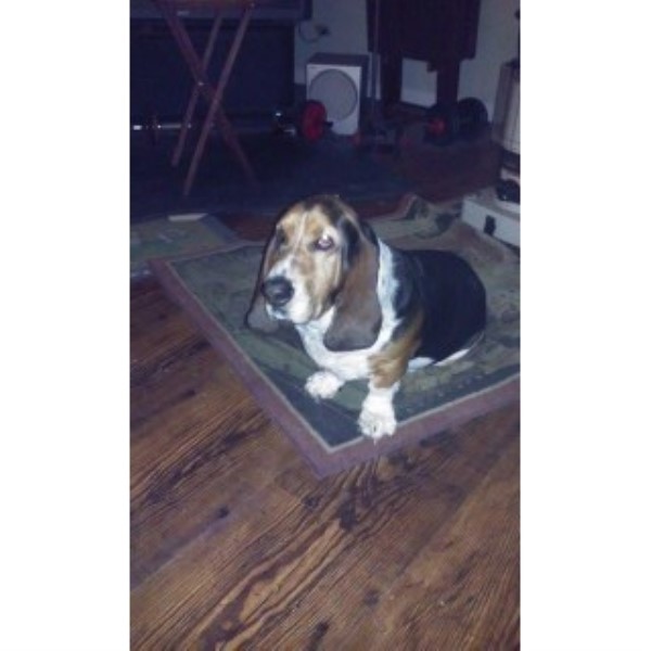 Joshua Paul, Basset Hound Stud in Oregon, Ohio