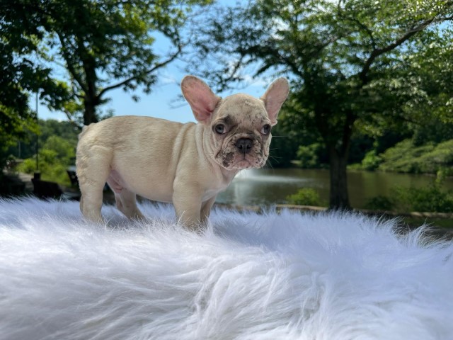 French Bulldog Stud 31690