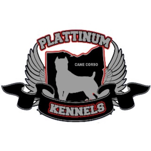 Plattinum Kennels Cane Corso Breeder In Martins Ferry Ohio