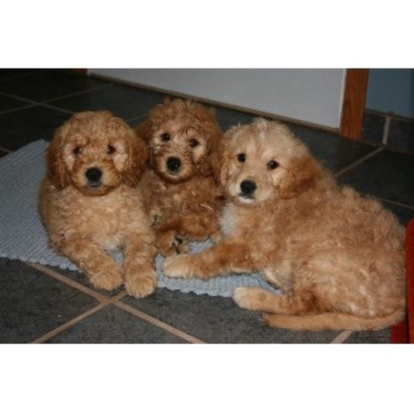This Pups For You, Goldendoodle Breeder in Ellsworth ...