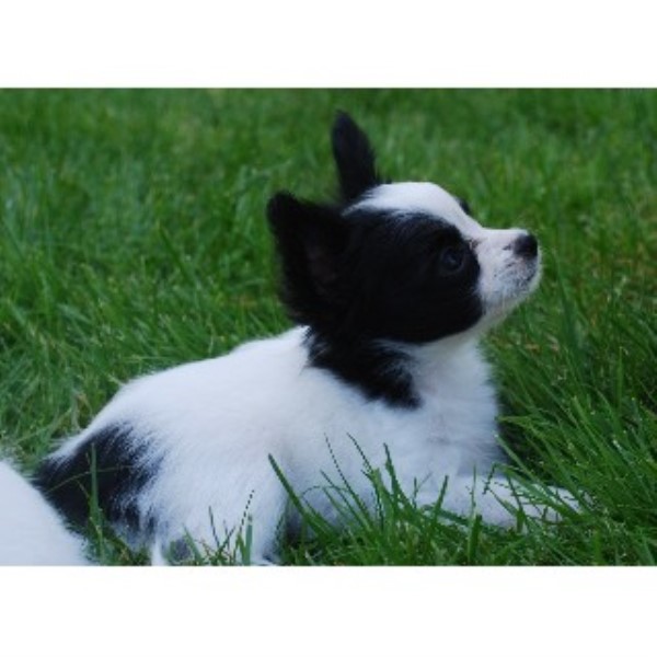 Black Diamond Papillons, Papillon Breeder in Sweet Home, Oregon