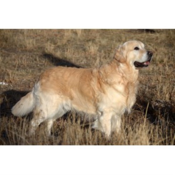 Wish of the Dream, Golden Retriever Stud in Colorado ...