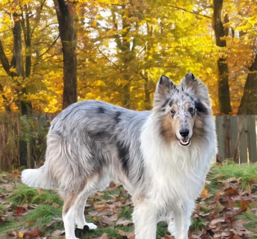 Collie Stud 31682