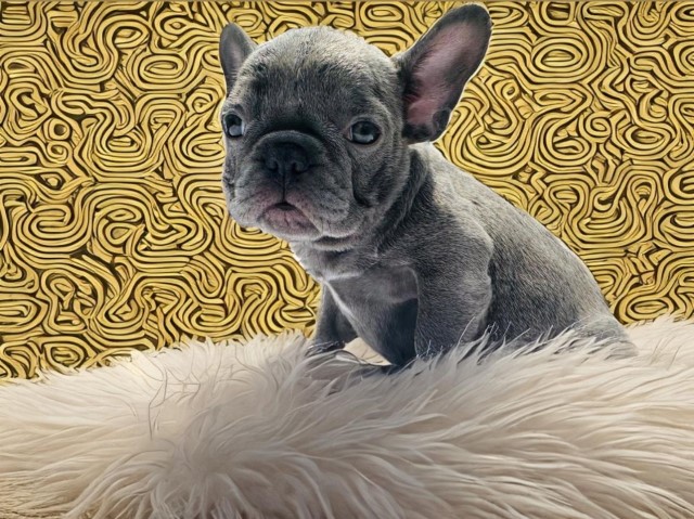 French Bulldog Stud 31689