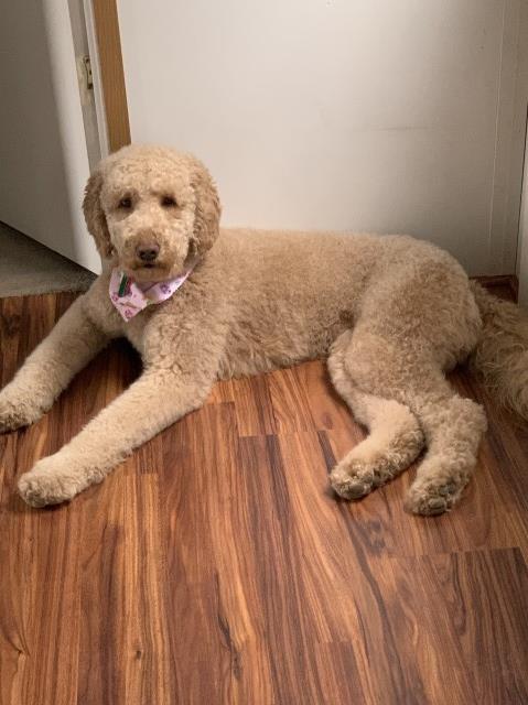 Goldendoodle Stud 31727