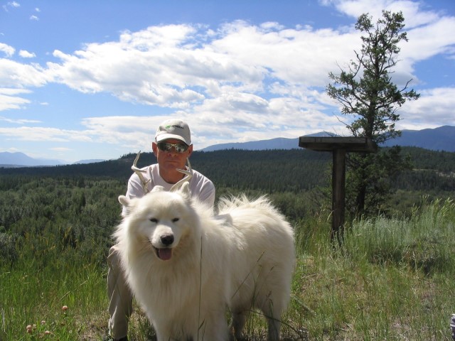 Samoyed Breeder 31763