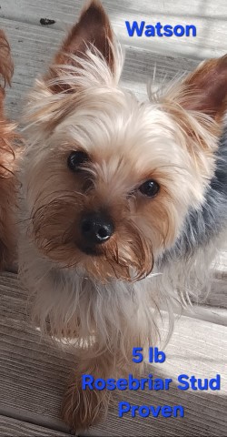 Yorkshire Terrier Stud 31691