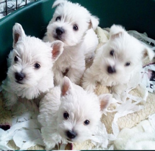 Westiepoo Puppies, West Highland White Terrier Breeder in Delaware ...