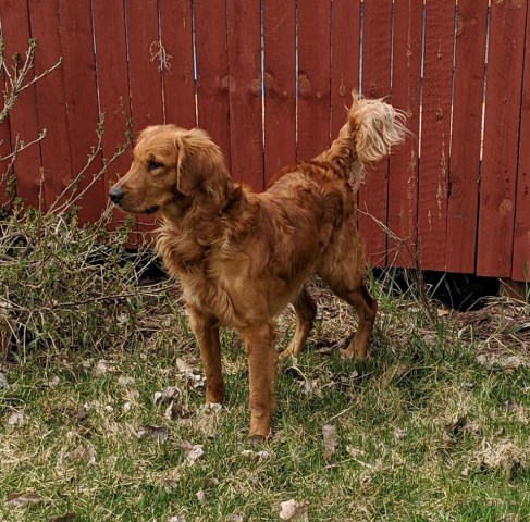 facebook golden retriever puppy breeder floden farm