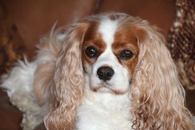 cavalier king charles spaniel rescue in kentucky