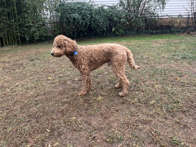 Goldendoodle Stud 31765