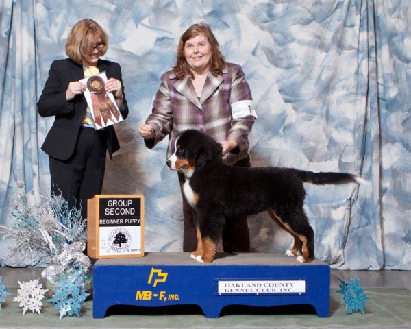 Evergreen Kennel, Bernese Mountain Dog Breeder in MOUNT ...