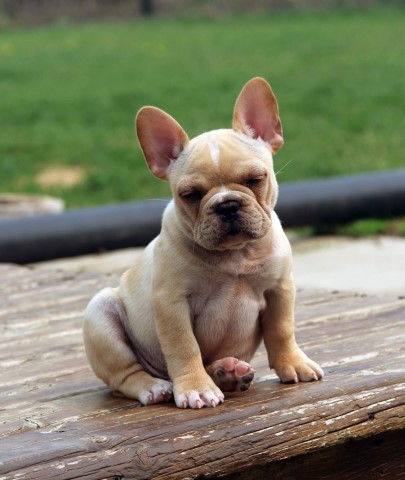 French Bulldog Breeder 31673