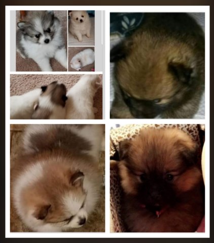 ga pomeranians pomeranian breeder georgia south