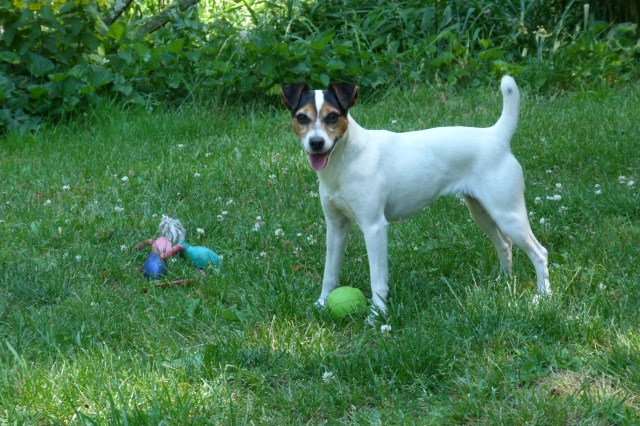 Hillside Kennels