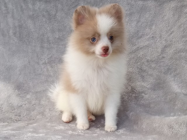 Lary, Pomeranian Breeder In West Palm Beach, Florida