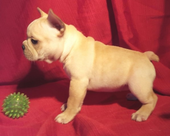 Mine, French Bulldog Breeder in 73301, Texas