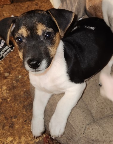 Jack Russell Terrier Breeder 31731