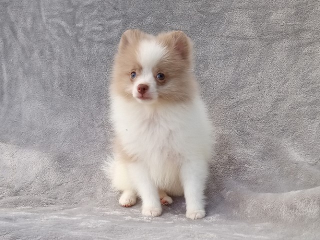 Lary, Pomeranian Breeder in West Palm Beach, Florida