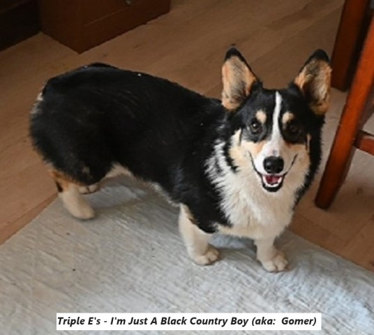 Pembroke Welsh Corgi Stud 31723