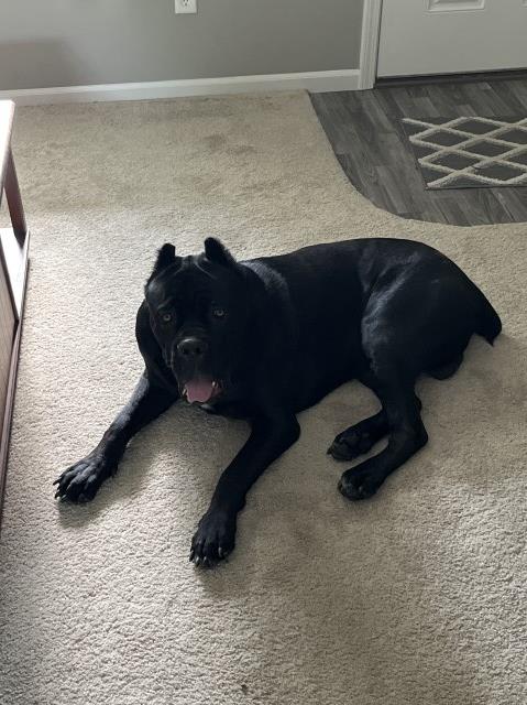 Mark Lesley, Cane Corso Stud in Columbia city, Indiana