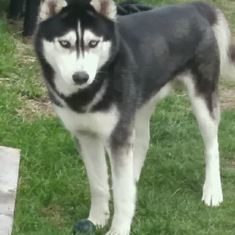 Siberian Husky Stud 31709