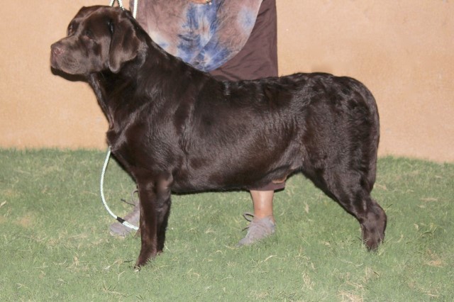 Labrador Retriever Stud 31697