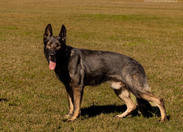 German Shepherd Dog Stud 31761