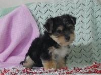 Yorkipoo Puppies and Dogs for sale near you