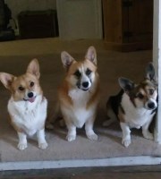 corgis corgi breeders pembroke bison