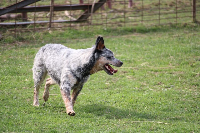 Australian Cattle Dog Breeder 31720