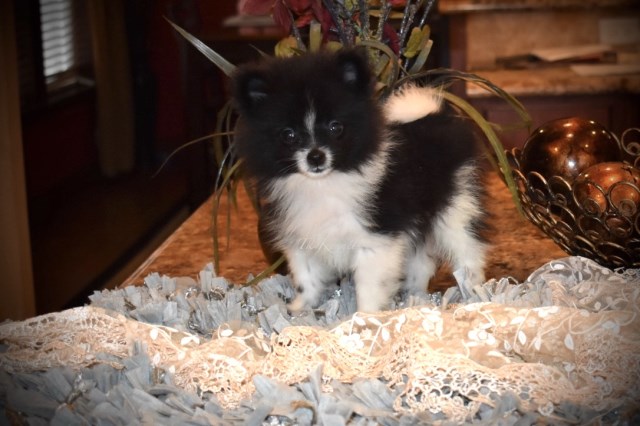 Pomeranian puppy dog for sale in Grayson, Louisiana