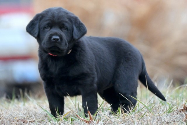 Labrador Retriever puppy dog for sale in Drakesboro, Kentucky