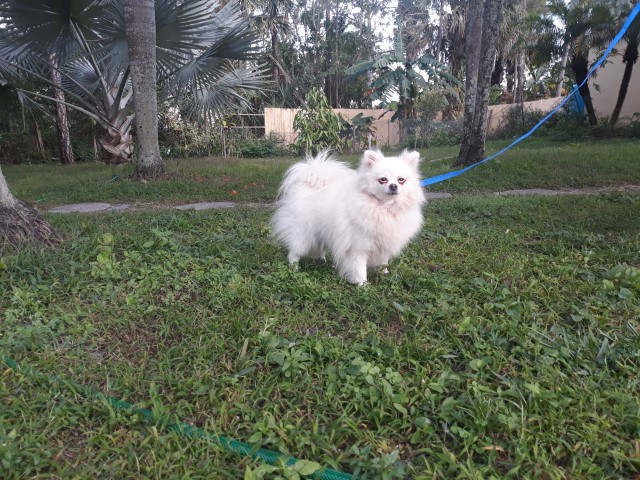 Pomeranian puppy dog for sale in Palm Beach Gardens, Florida