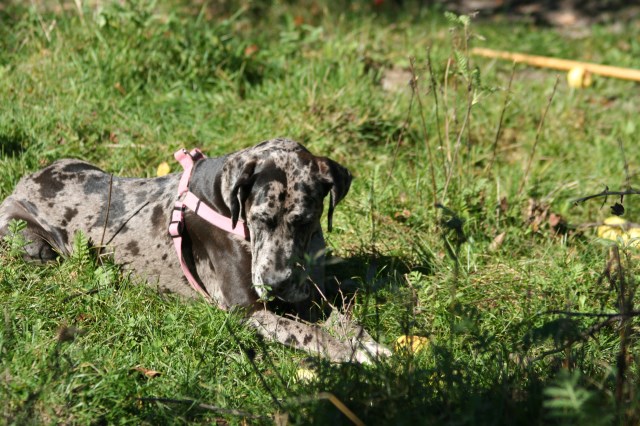 Great Dane puppy dog for sale in Birnamwood, Wisconsin