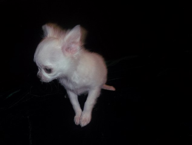 Chihuahua puppy for sale + 65522