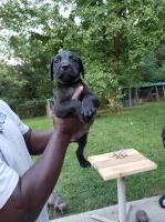 Cane Corso Puppies And Dogs For Sale In Missouri