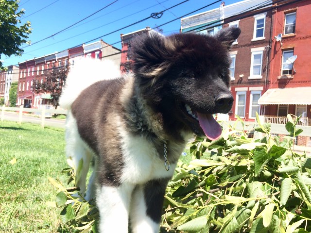 Akita puppy dog for sale in Harrisburg, Pennsylvania