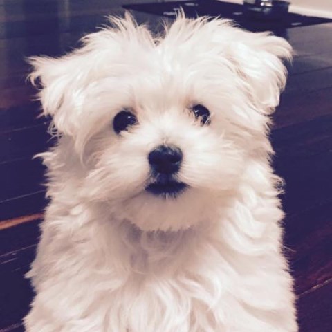 Maltese puppy dog for sale in Richmond, Virginia