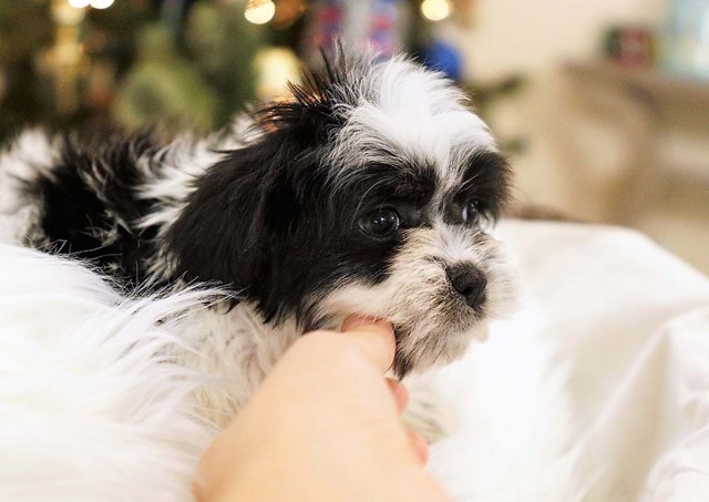 Shih Poo puppy dog for sale in Fullerton, California