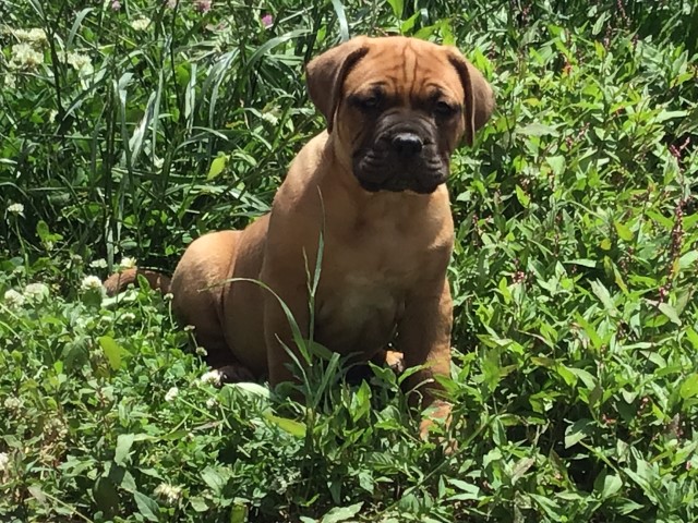 Dogue De Bordeaux puppy dog for sale in Kempton, Pennsylvania