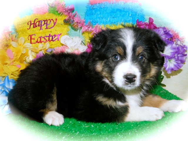 Australian Shepherd Dog puppy dog for sale in Hammond, Indiana