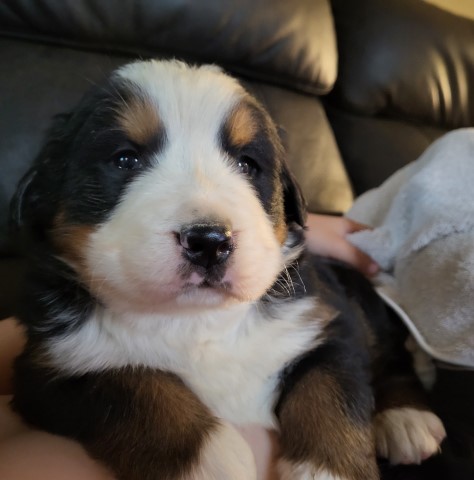 Bernese Mountain Dog puppy for sale + 65921