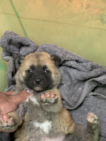 Akita puppy dog for sale in Norlina, North Carolina