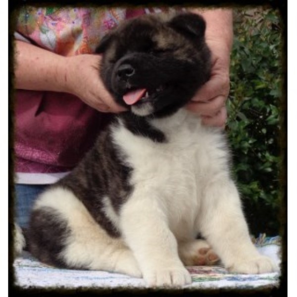 Akita puppy dog for sale in Modesto, California