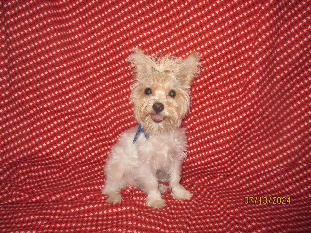 Squirt is a Ocean Pearl Mostly White Yorkie Male
