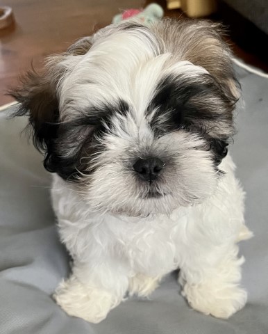 Shih Tzu puppy dog for sale in Vancouver, Washington