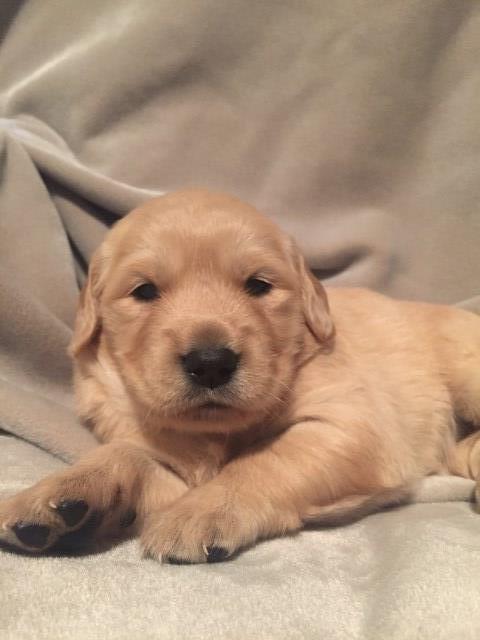 Golden Retriever puppy dog for sale in Chandler, Arizona