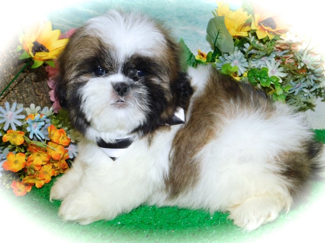 Shih Tzu puppy dog for sale in Hammond, Indiana