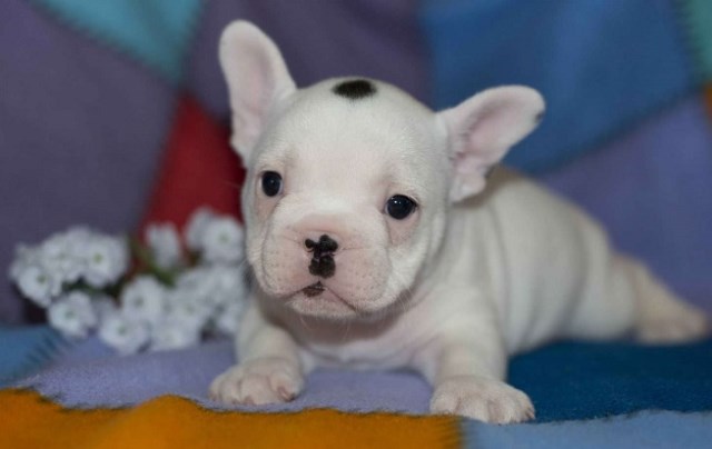 French Bulldog puppy dog for sale in Nigeria